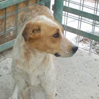 HAPPY, Hund, Mischlingshund in Rumänien - Bild 18