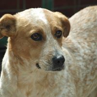 HAPPY, Hund, Mischlingshund in Rumänien - Bild 2