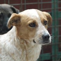 HAPPY, Hund, Mischlingshund in Rumänien - Bild 3