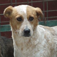 HAPPY, Hund, Mischlingshund in Rumänien - Bild 4