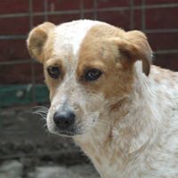 HAPPY, Hund, Mischlingshund in Rumänien - Bild 5