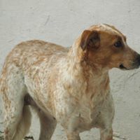HAPPY, Hund, Mischlingshund in Rumänien - Bild 7