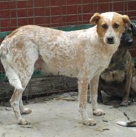HAPPY, Hund, Mischlingshund in Rumänien - Bild 8