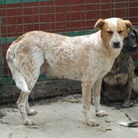 HAPPY, Hund, Mischlingshund in Rumänien - Bild 9