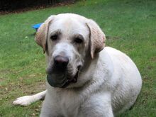 THIAGO, Hund, Labrador-Mix in Wuppertal - Bild 25