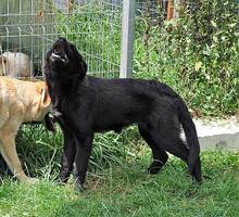 WALCA, Hund, Mischlingshund in Rumänien - Bild 1