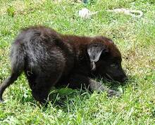 WALCA, Hund, Mischlingshund in Rumänien - Bild 16