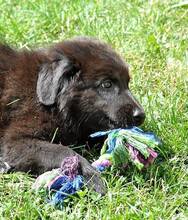 WALCA, Hund, Mischlingshund in Rumänien - Bild 17