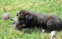 WALCA, Hund, Mischlingshund in Rumänien - Bild 18