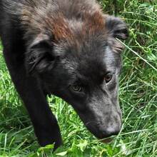WALCA, Hund, Mischlingshund in Rumänien - Bild 2
