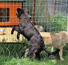 WALCA, Hund, Mischlingshund in Rumänien - Bild 3