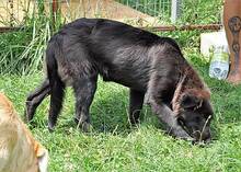 WALCA, Hund, Mischlingshund in Rumänien - Bild 4