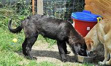 WALCA, Hund, Mischlingshund in Rumänien - Bild 5