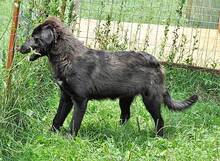 WALCA, Hund, Mischlingshund in Rumänien - Bild 7