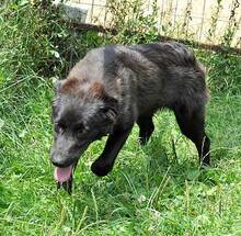 WALCA, Hund, Mischlingshund in Rumänien - Bild 8