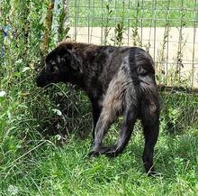 WALCA, Hund, Mischlingshund in Rumänien - Bild 9