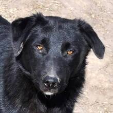 WUSEL, Hund, Mischlingshund in Rumänien - Bild 1