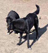 WUSEL, Hund, Mischlingshund in Rumänien - Bild 10