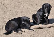 WUSEL, Hund, Mischlingshund in Rumänien - Bild 11