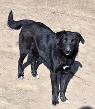 WUSEL, Hund, Mischlingshund in Rumänien - Bild 2