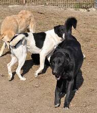 WUSEL, Hund, Mischlingshund in Rumänien - Bild 3