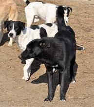 WUSEL, Hund, Mischlingshund in Rumänien - Bild 4