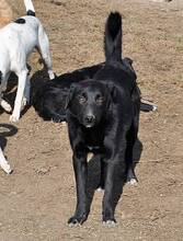 WUSEL, Hund, Mischlingshund in Rumänien - Bild 5