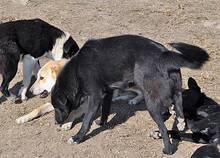 WUSEL, Hund, Mischlingshund in Rumänien - Bild 6