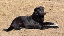 WUSEL, Hund, Mischlingshund in Rumänien - Bild 7
