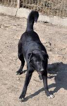 WUSEL, Hund, Mischlingshund in Rumänien - Bild 8
