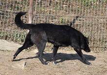 WUSEL, Hund, Mischlingshund in Rumänien - Bild 9