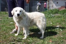 LASAL, Hund, Mischlingshund in Rumänien - Bild 1