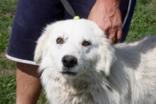 LASAL, Hund, Mischlingshund in Rumänien - Bild 2
