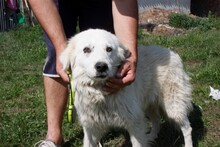 LASAL, Hund, Mischlingshund in Rumänien - Bild 3