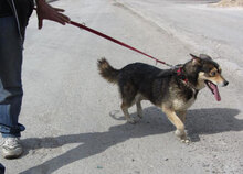 NTSCHOTSCHI, Hund, Siberian Husky-Mix in Bulgarien - Bild 3