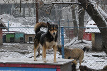 NTSCHOTSCHI, Hund, Siberian Husky-Mix in Bulgarien - Bild 5