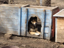 NTSCHOTSCHI, Hund, Siberian Husky-Mix in Bulgarien - Bild 7