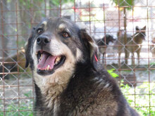 OLE, Hund, Mischlingshund in Bulgarien - Bild 1