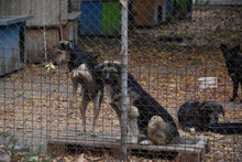 OLE, Hund, Mischlingshund in Bulgarien - Bild 10