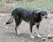 OLE, Hund, Mischlingshund in Bulgarien - Bild 3