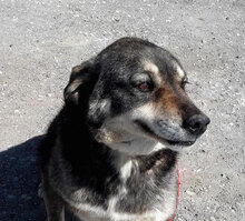 OLE, Hund, Mischlingshund in Bulgarien - Bild 4