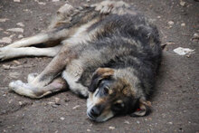 OLE, Hund, Mischlingshund in Bulgarien - Bild 6