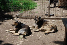 OLE, Hund, Mischlingshund in Bulgarien - Bild 7