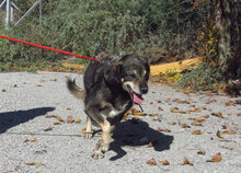 OLE, Hund, Mischlingshund in Bulgarien - Bild 8