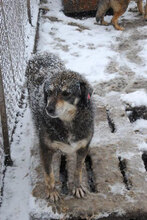 OLE, Hund, Mischlingshund in Bulgarien - Bild 9
