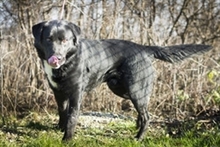 HOBBIT, Hund, Labrador Retriever in Kroatien - Bild 4
