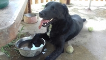 HOBBIT, Hund, Labrador Retriever in Kroatien - Bild 7