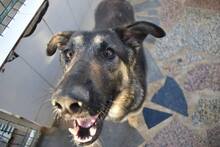 RUSTY, Hund, Deutscher Schäferhund-Mix in Portugal - Bild 11
