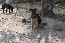 RUSTY, Hund, Deutscher Schäferhund-Mix in Portugal - Bild 5