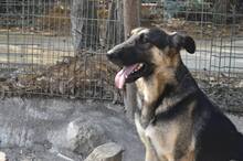 RUSTY, Hund, Deutscher Schäferhund-Mix in Portugal - Bild 6